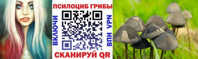 Купить где  Серафимович  Галлюциногенные грибы Psilocybine cubensis 